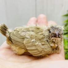 ムッとした表情にイチコロです🧡人気カラーのキンカ鳥フォーン‼️