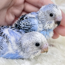 ブルオパコンビ💙🩵✨　セキセイインコ（ブルーオパーリン）
