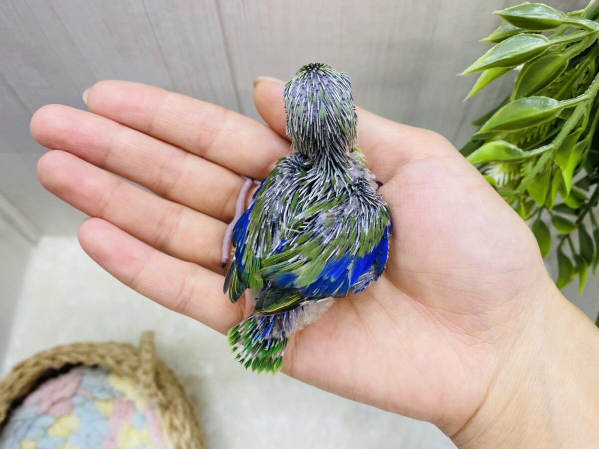 マメルリハ