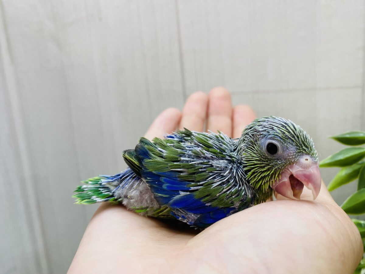 マメルリハ