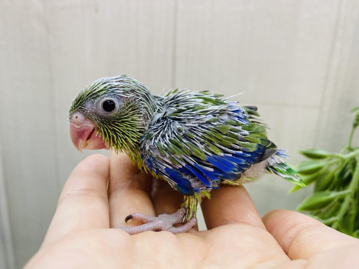 マメルリハ