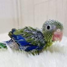 男の子の目印‼️ブルーに注目です💙マメルリハ（ノーマル）