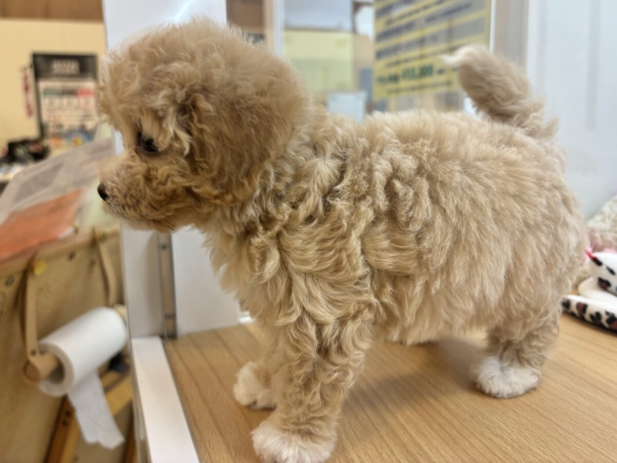 特大の可愛いをお届けぇ〜♡♡マルプーちゃん! マルプー