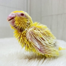 明るく照らしちゃう🔆イエロー💛マメルリハのルチノーさん‼️