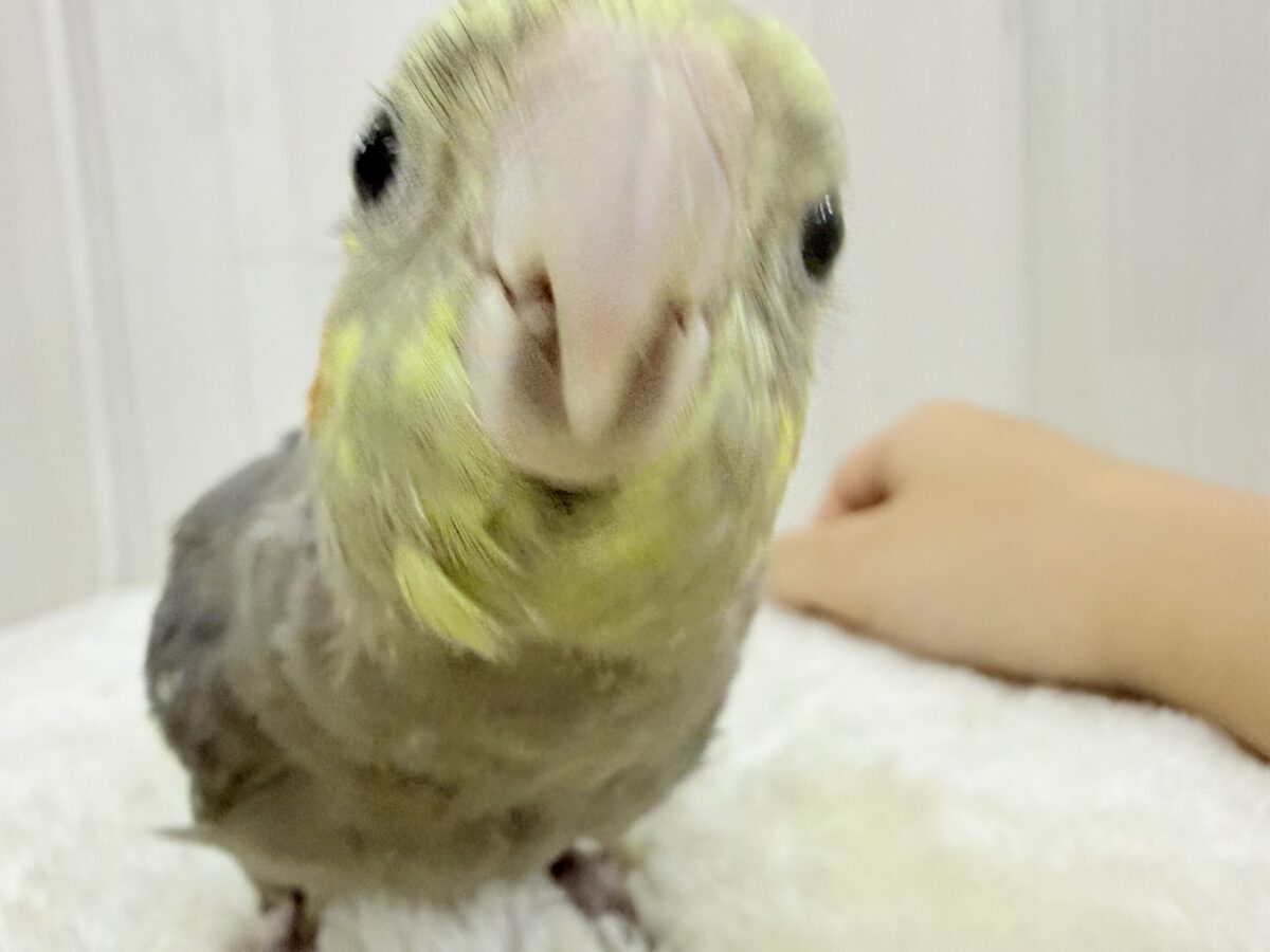 オカメインコ