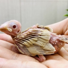 すくすく成長中🌟シナモン文鳥やって来た‼️