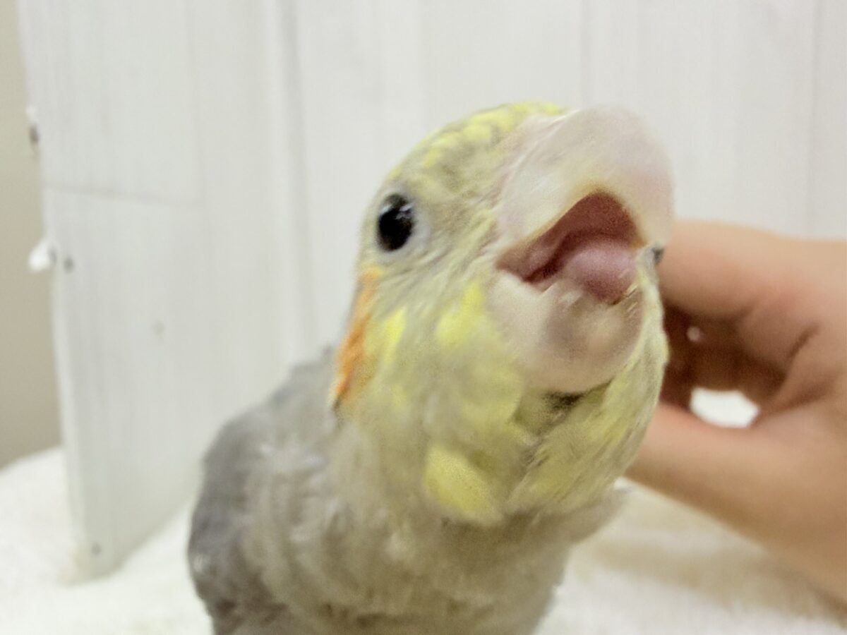 あーん♡