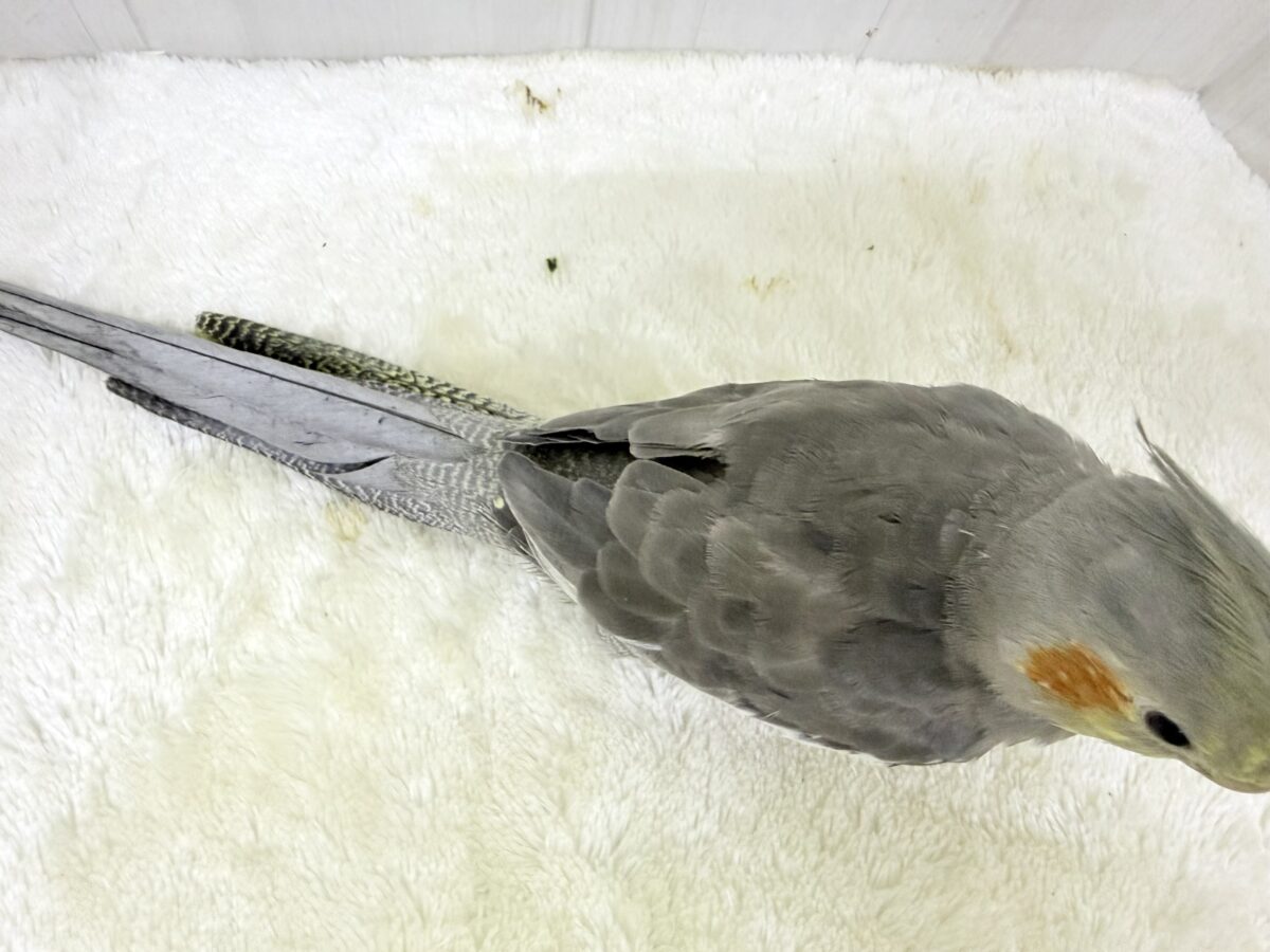 オカメインコ