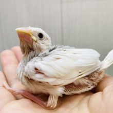 ちょこっとグレーもチャームポイント☝️✨白文鳥さんやって来た❗️