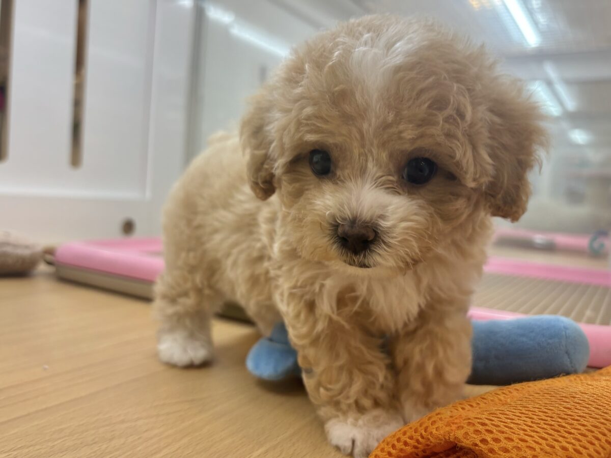 特大の可愛いをお届けぇ〜♡♡マルプーちゃん! マルプー