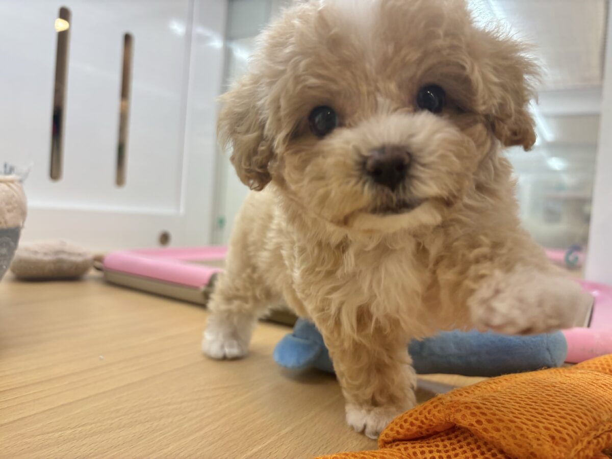 特大の可愛いをお届けぇ〜♡♡マルプーちゃん! マルプー