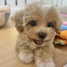 特大の可愛いをお届けぇ〜♡♡マルプーちゃん！