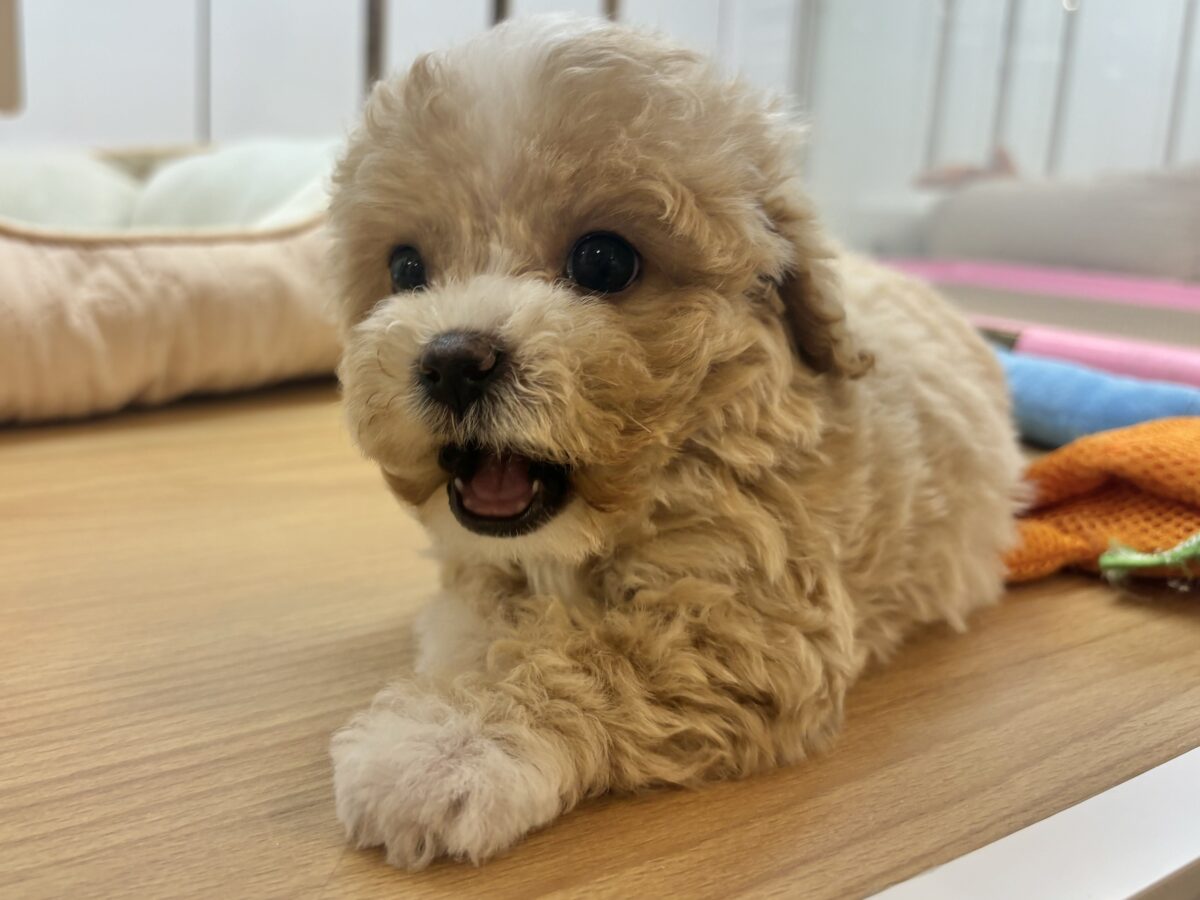 特大の可愛いをお届けぇ〜♡♡マルプーちゃん! マルプー