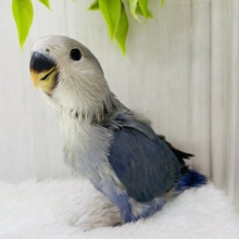 最新画像更新✨美しきバイオレットに一目惚れ💜コザクラインコのバイオレット！！