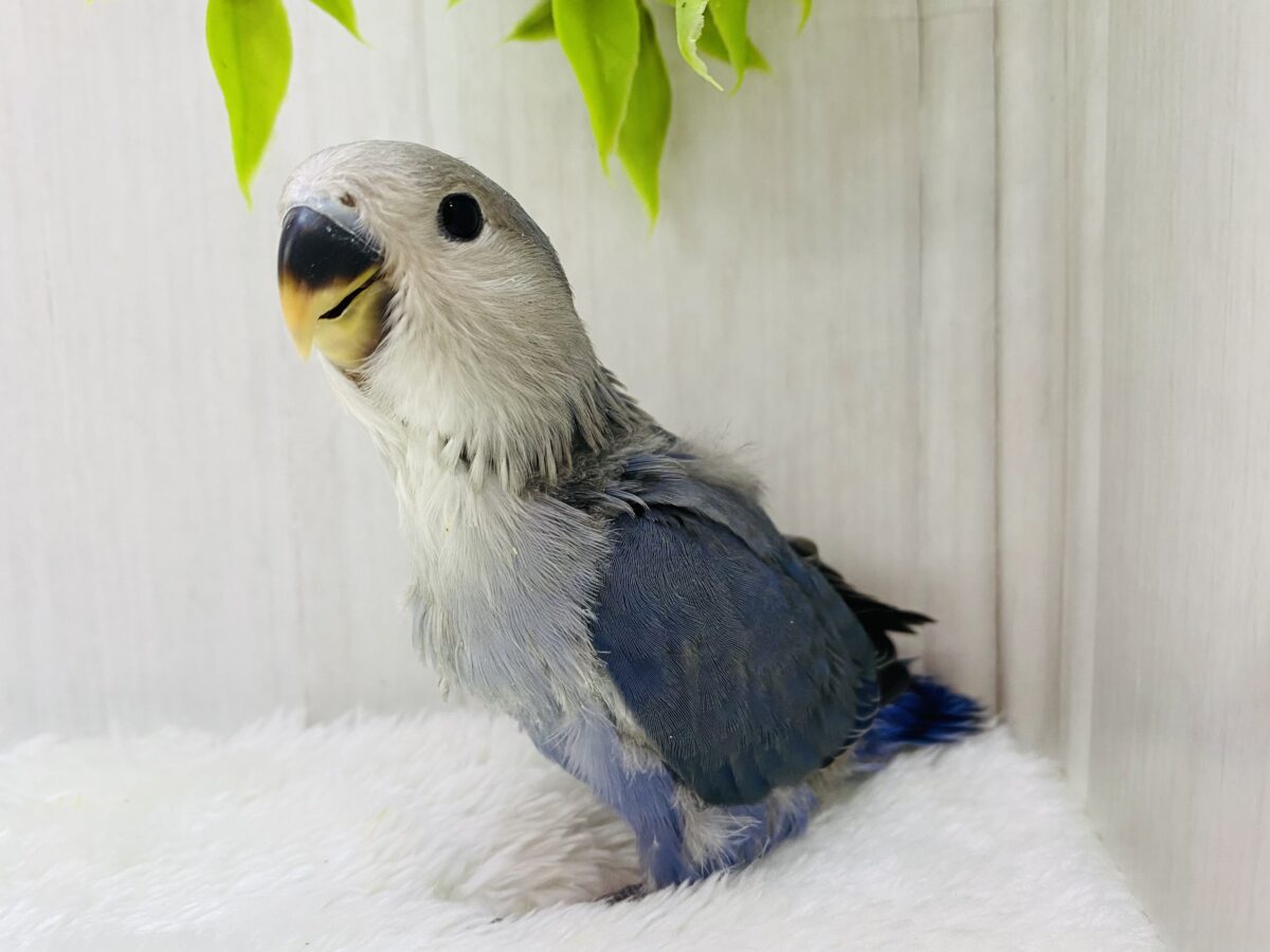 最新画像更新✨美しきバイオレットに一目惚れ💜コザクラインコのバイオレット！！