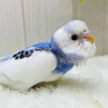 胸の模様が特徴的だよ〜💙セキセイインコパイドカラー☘️✨