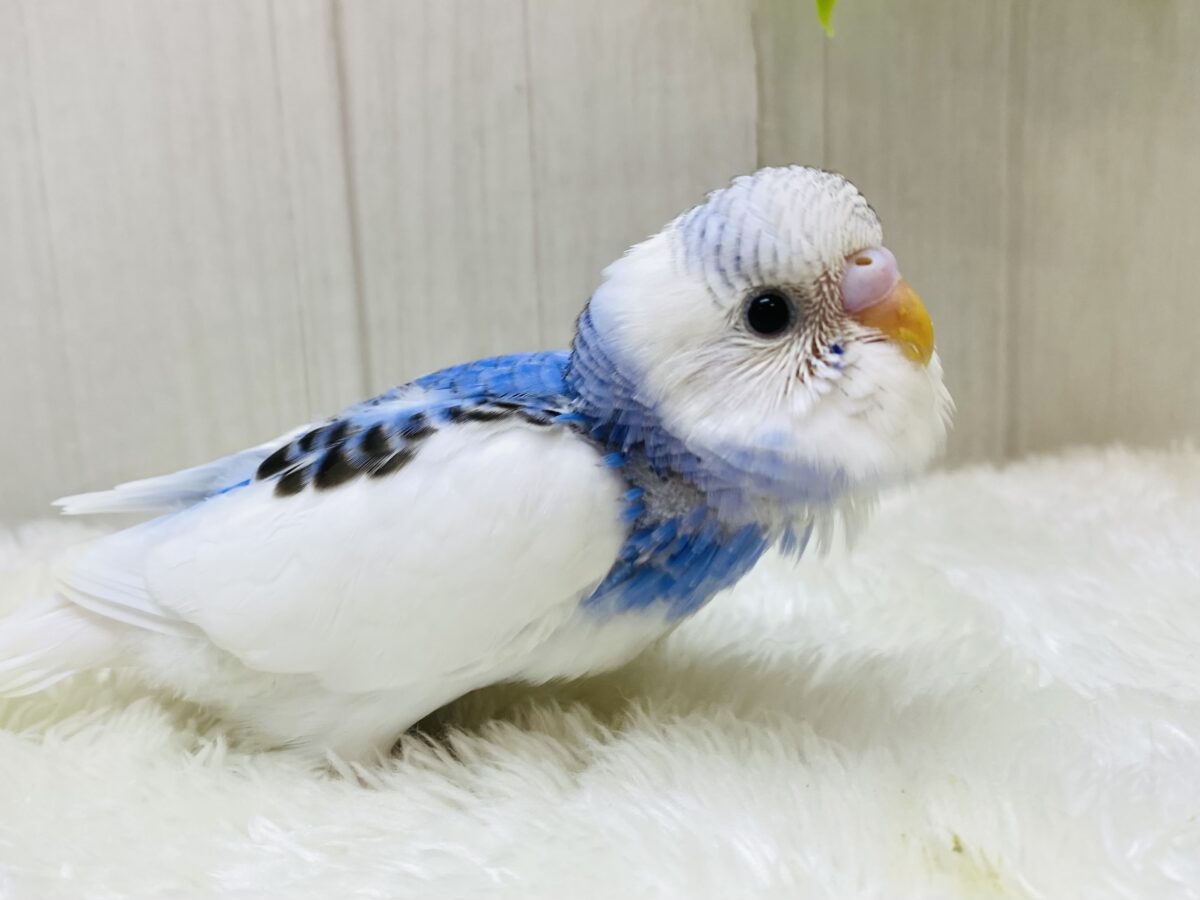 胸の模様が特徴的だよ〜💙セキセイインコパイドカラー☘️✨