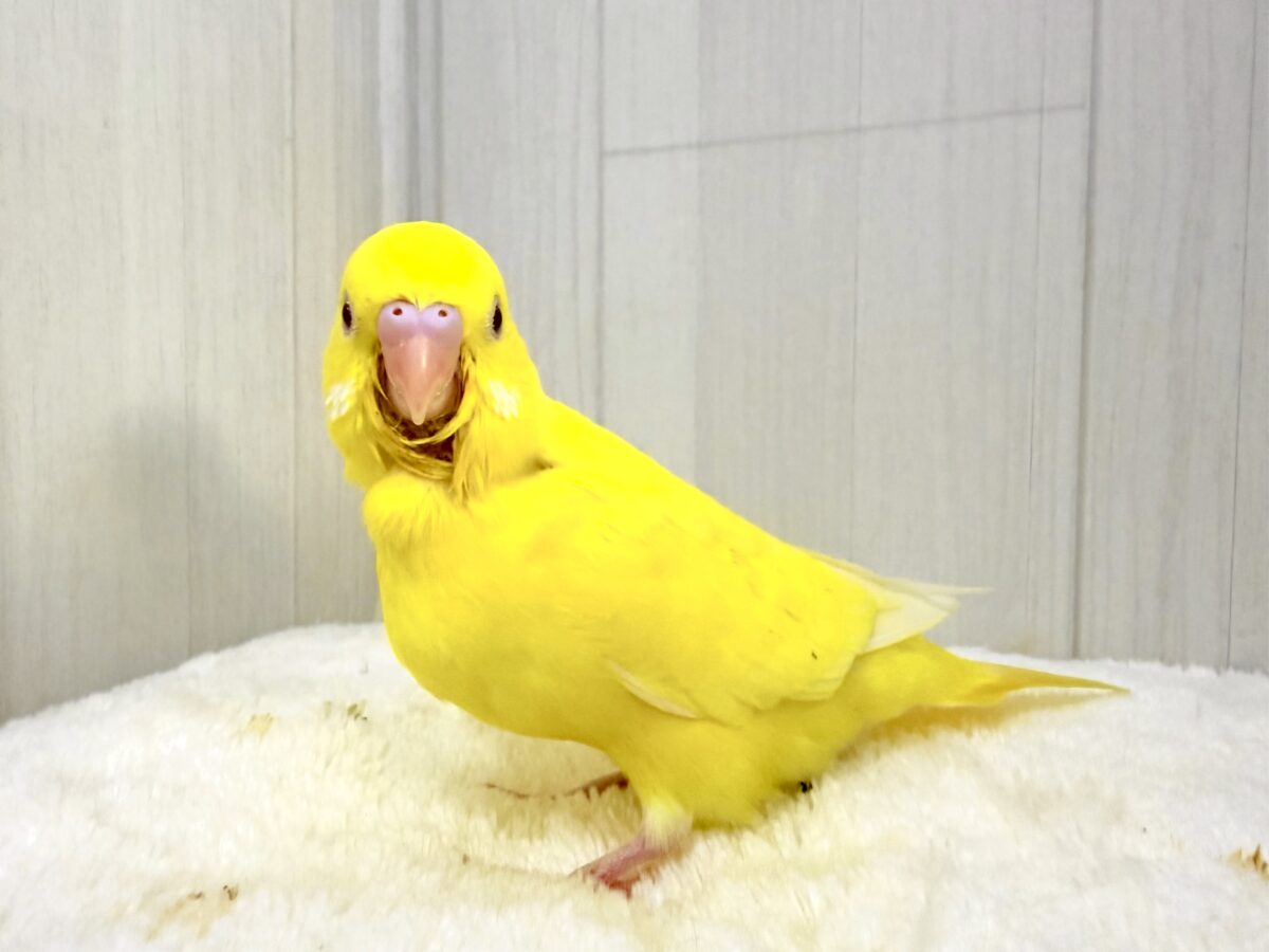 セキセイインコ