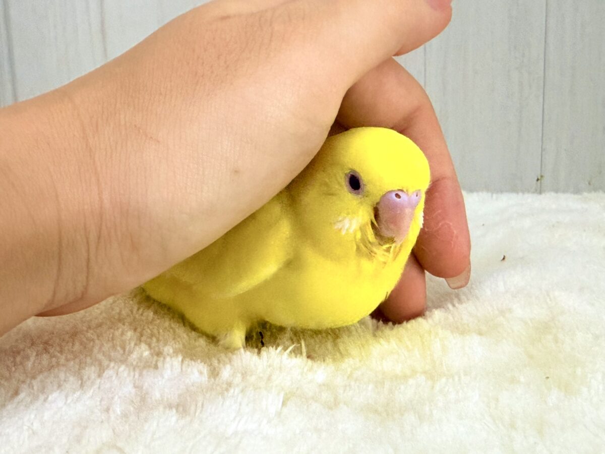 まぶしい黄色に一目惚れ🔆セキセイインコ(ルチノー) セキセイインコ