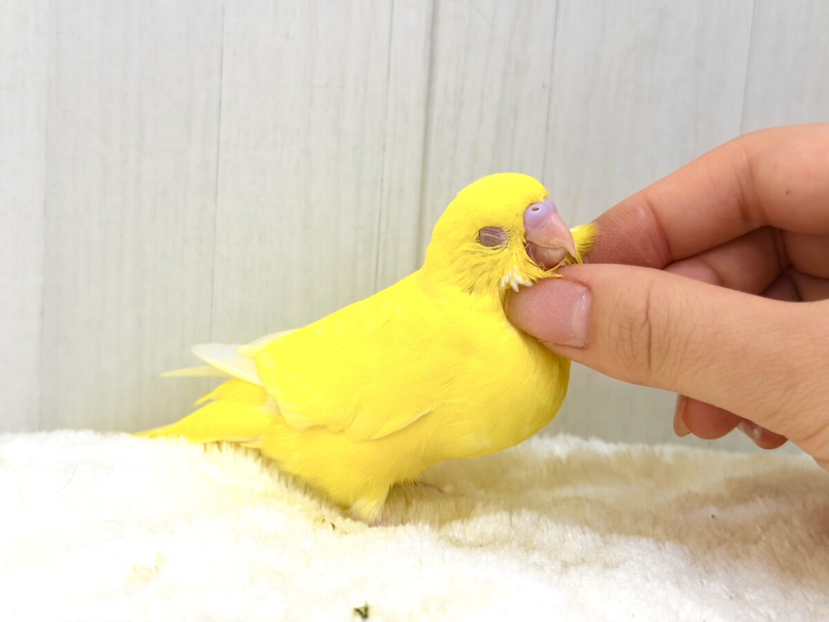 まぶしい黄色に一目惚れ🔆セキセイインコ(ルチノー) セキセイインコ