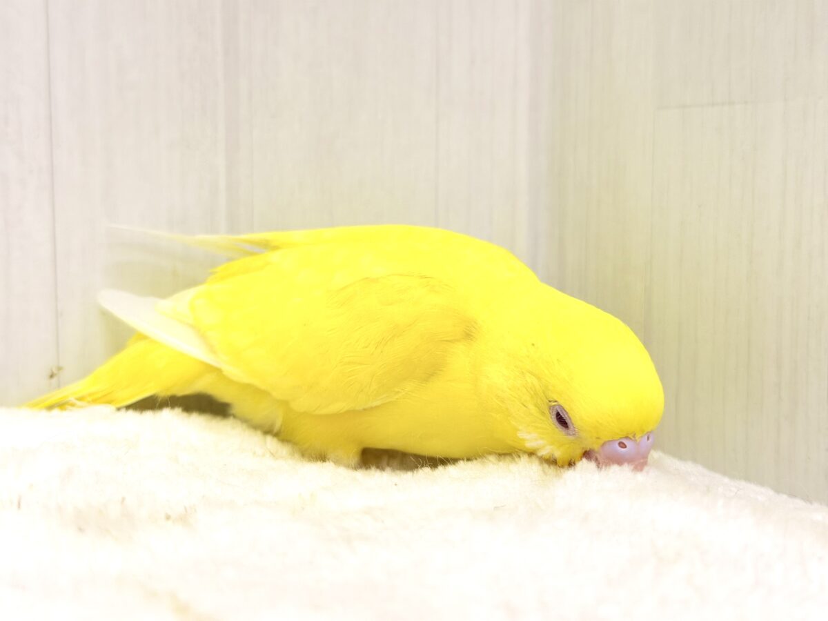 まぶしい黄色に一目惚れ🔆セキセイインコ(ルチノー) セキセイインコ