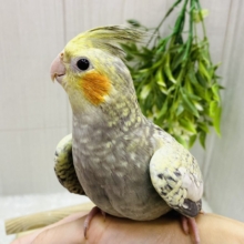 パール模様が素敵です〜🤩✨オカメインコパールカラー❗️