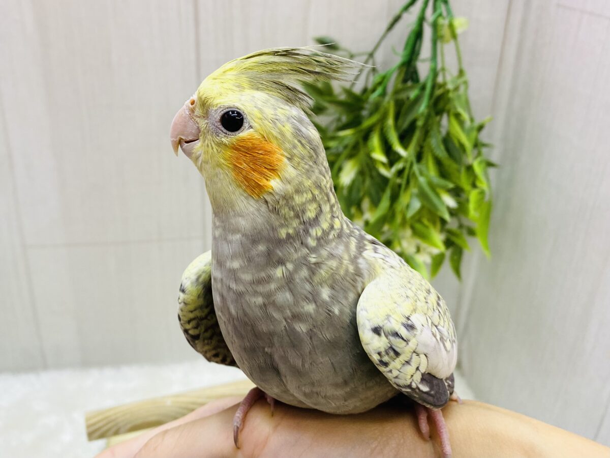 オカメインコ