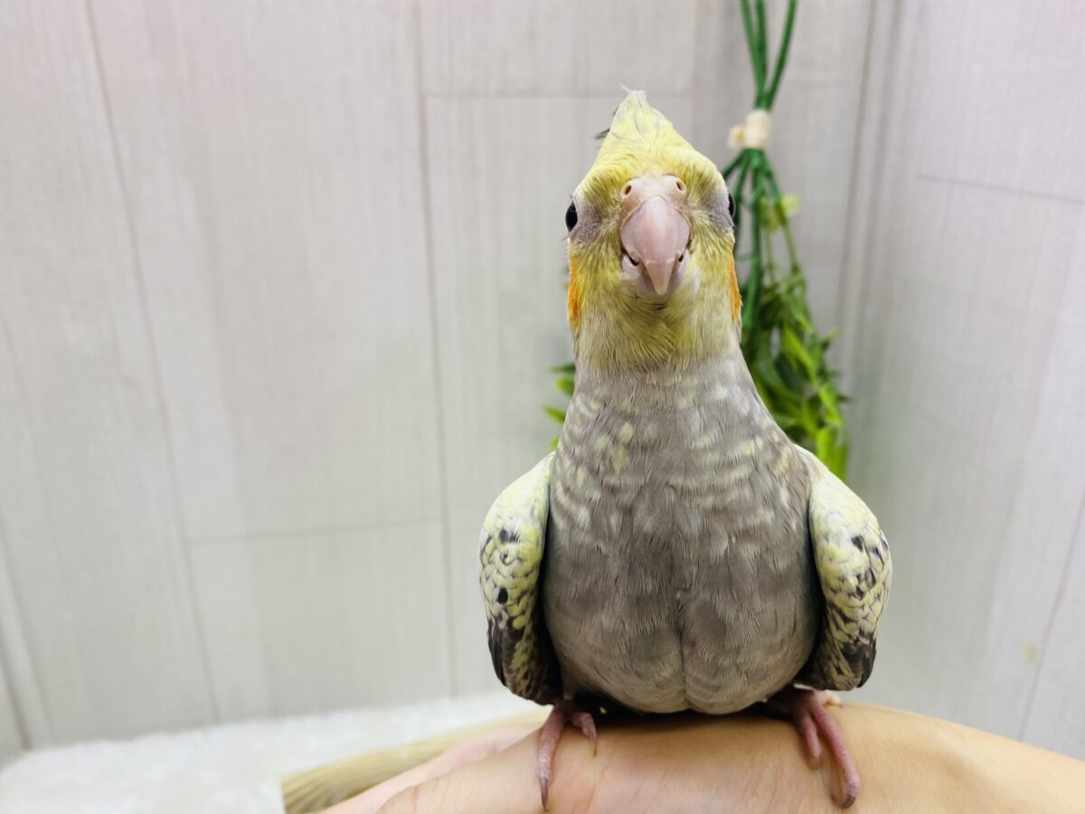 オカメインコ