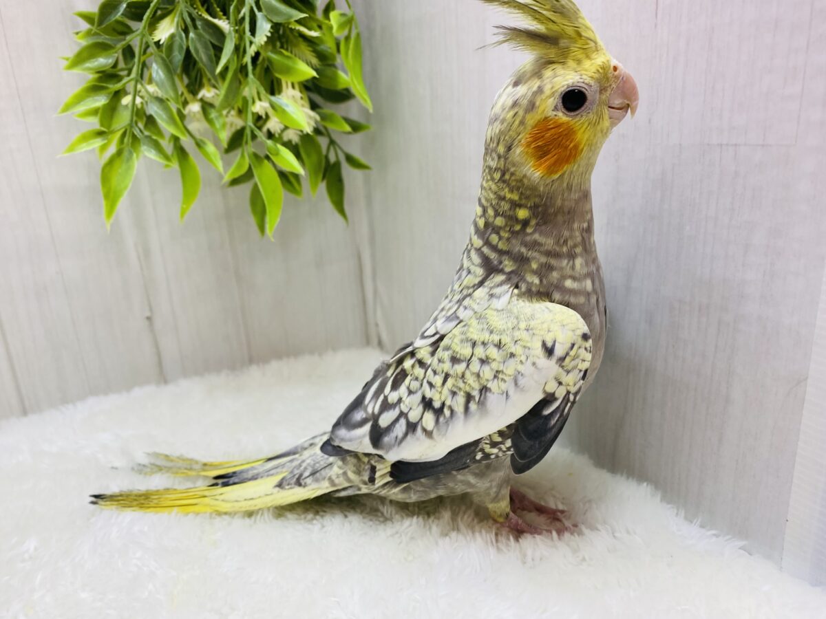 オカメインコ