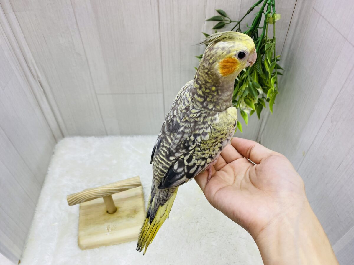 オカメインコ
