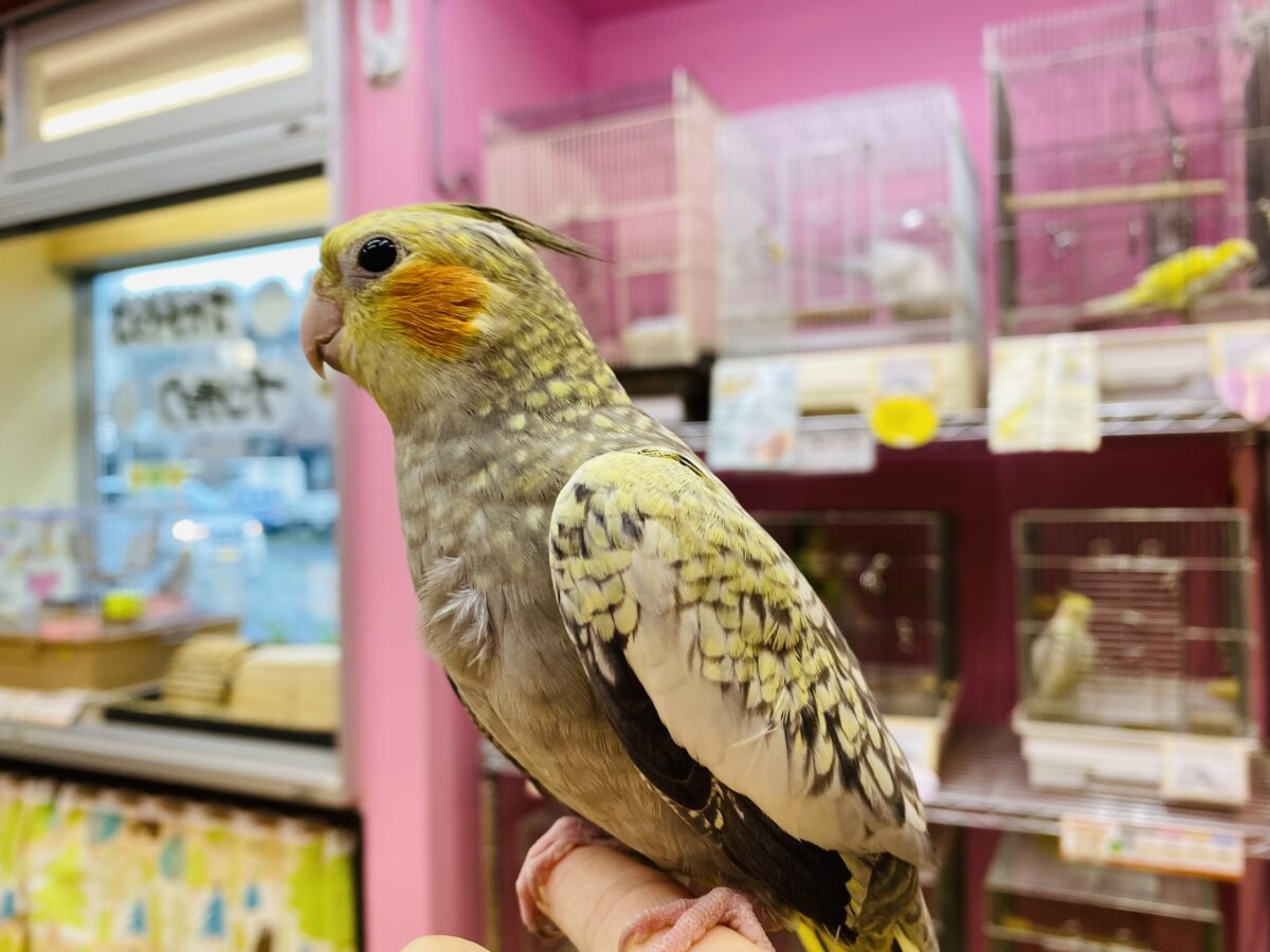 オカメインコ
