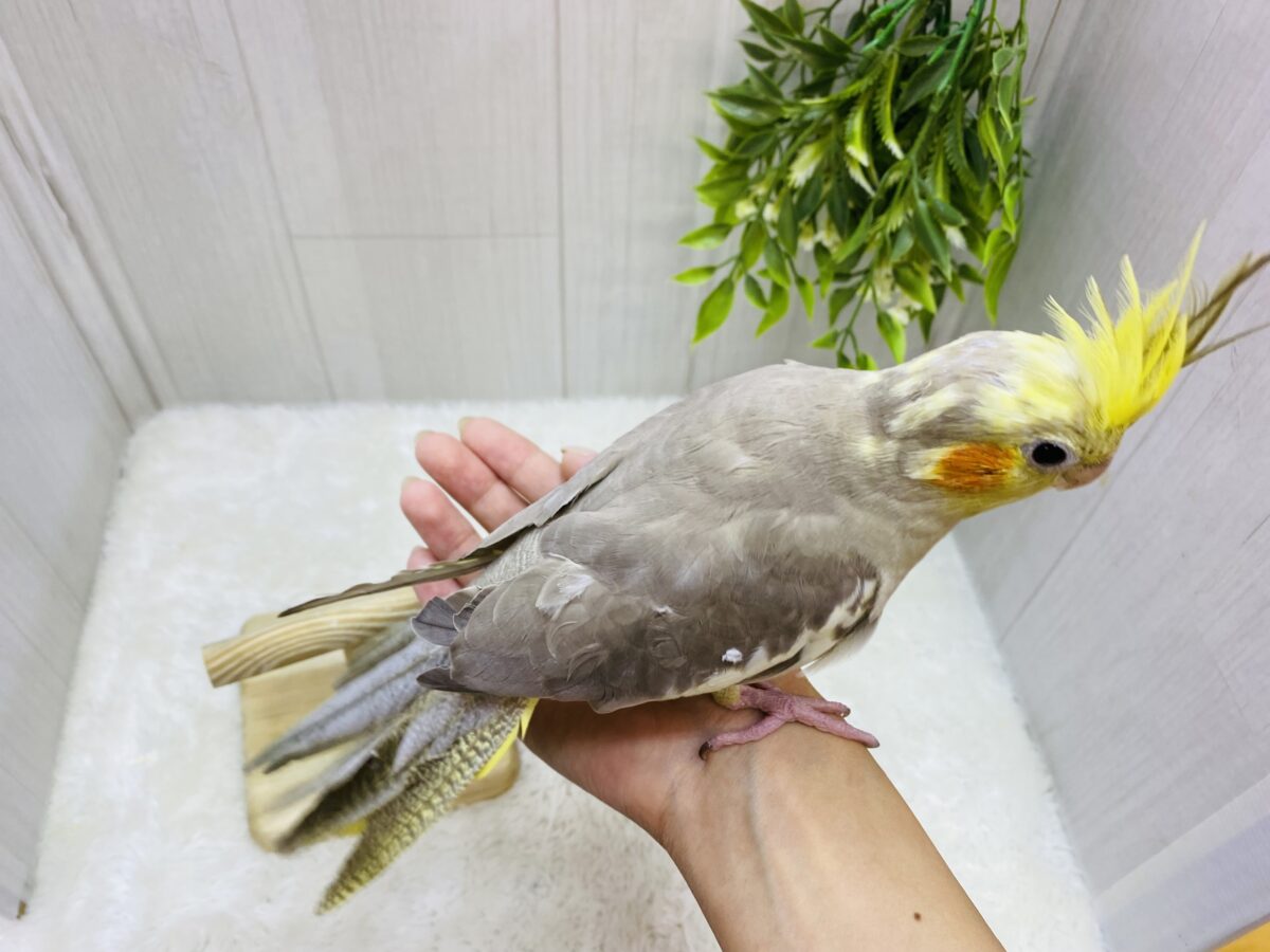 オカメインコ