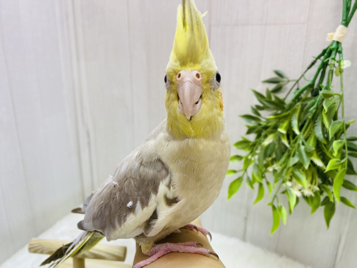 オカメインコ
