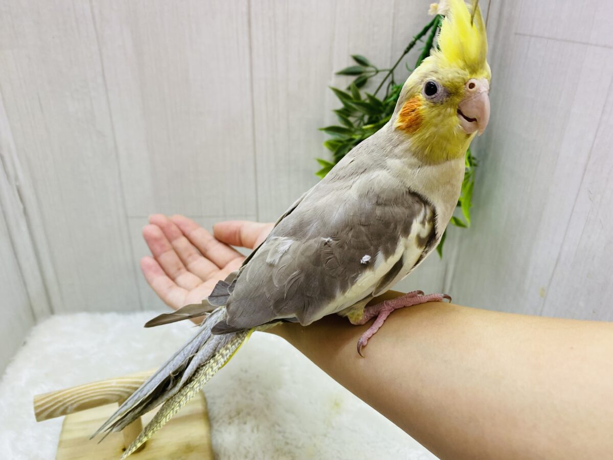 オカメインコ