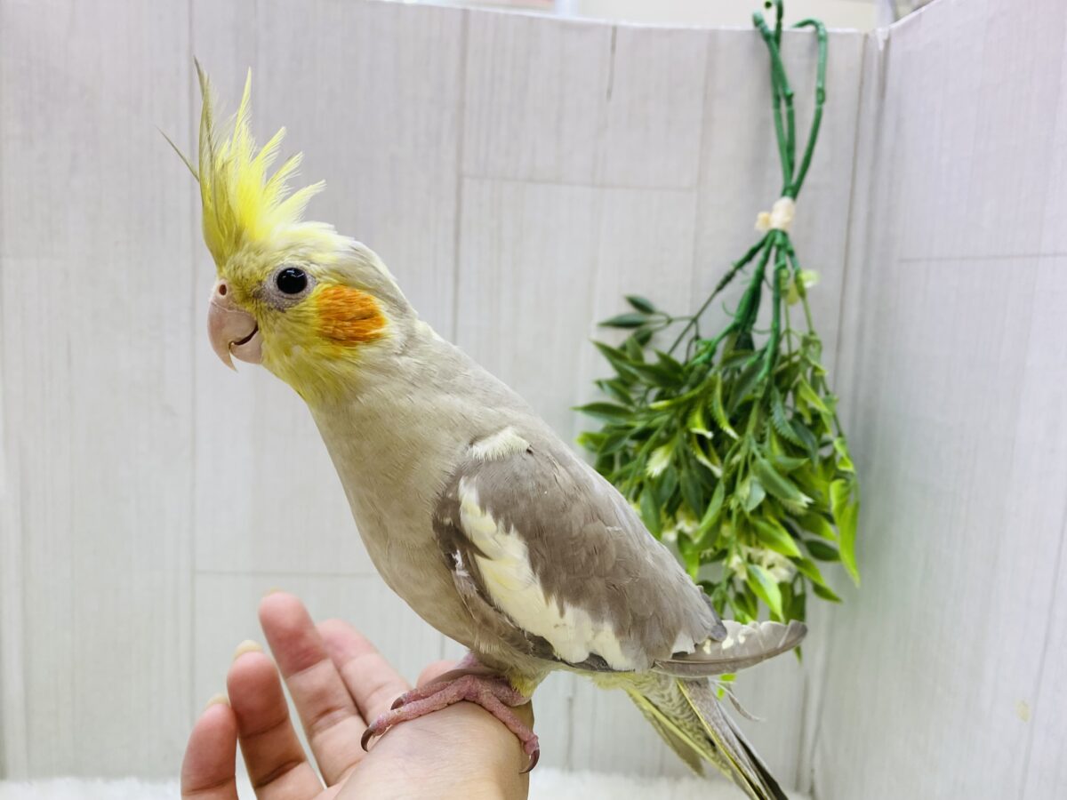 オカメインコ