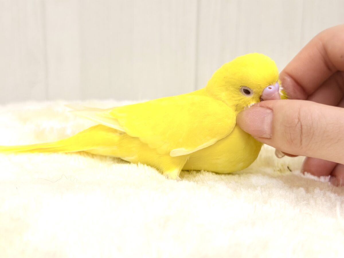 まぶしい黄色に一目惚れ🔆セキセイインコ(ルチノー) セキセイインコ