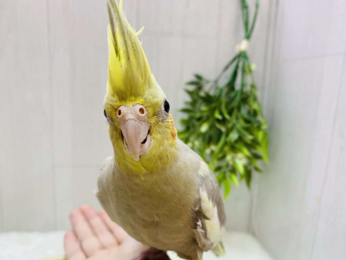 淡めなシナモンはいかが〜？🧡オカメインコシナモンカラー⭐️