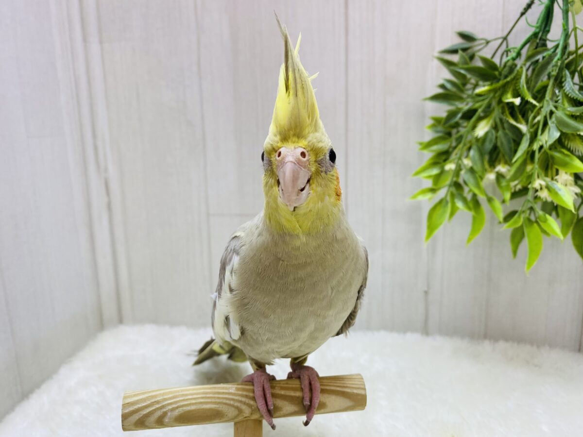 オカメインコ