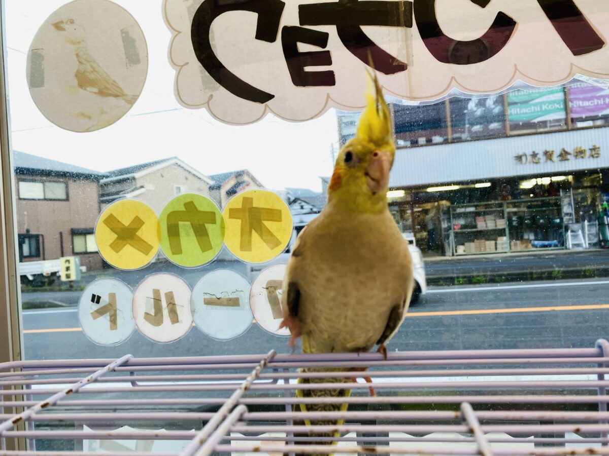 オカメインコ