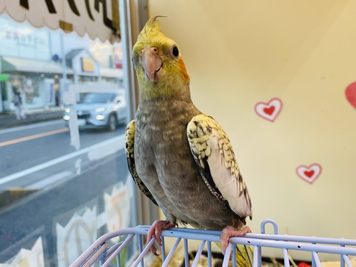 オカメインコ