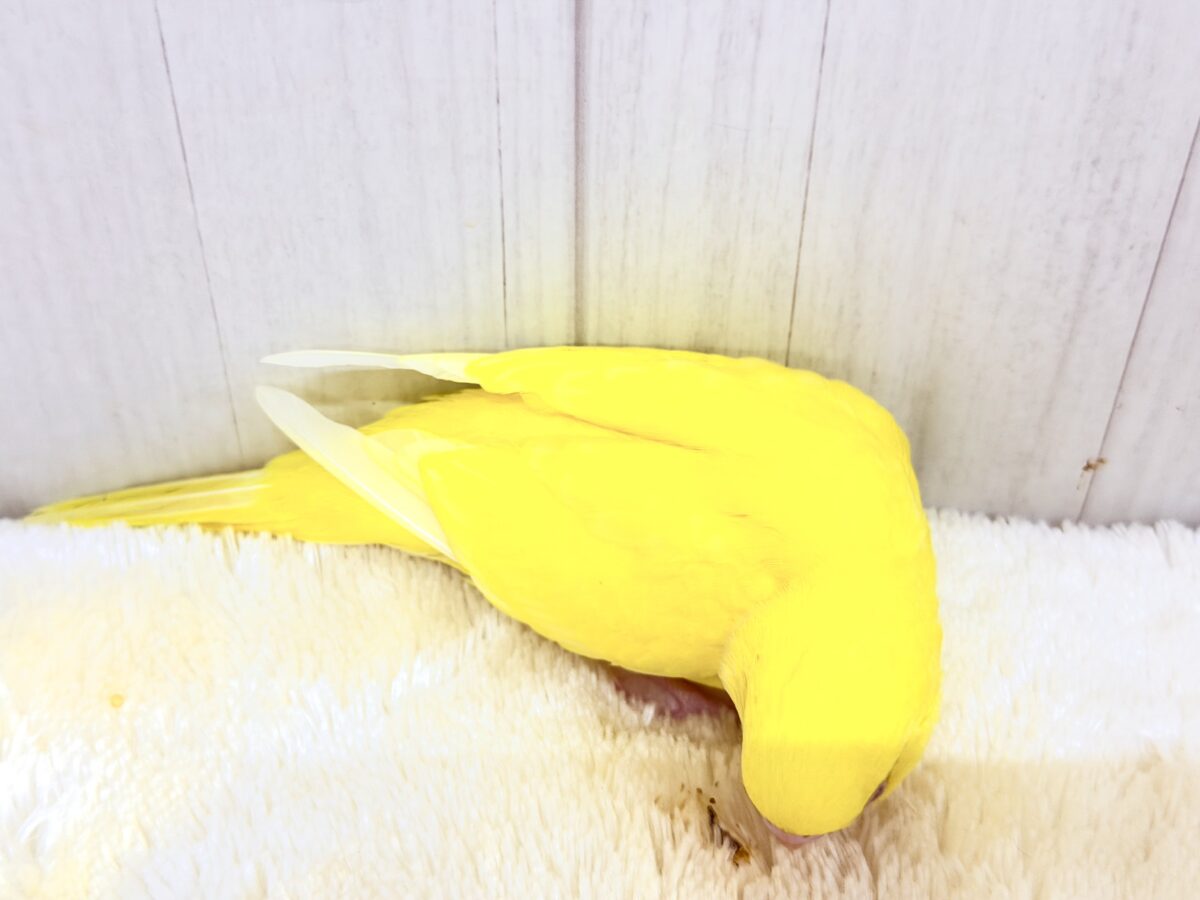 まぶしい黄色に一目惚れ🔆セキセイインコ(ルチノー) セキセイインコ