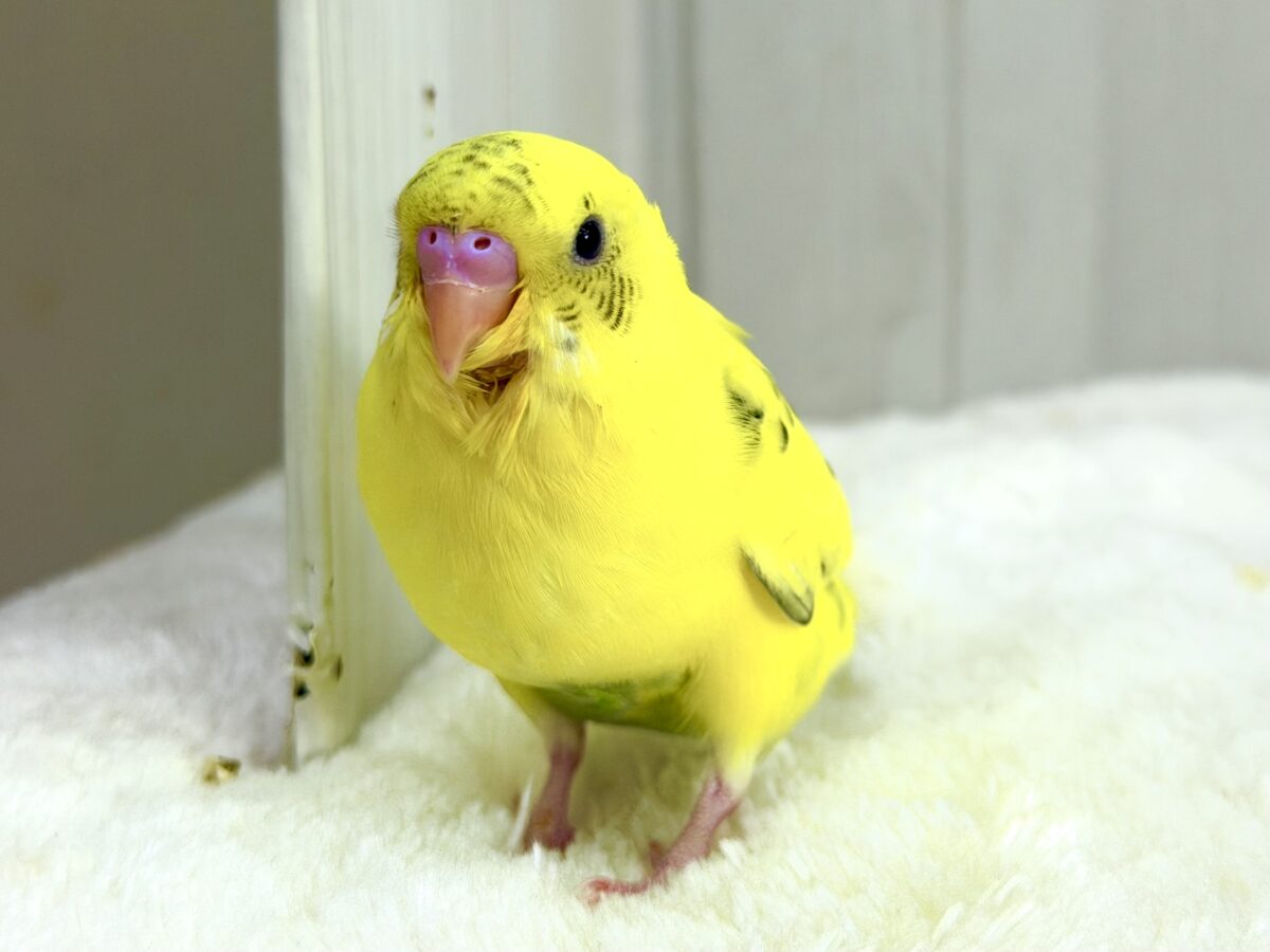 セキセイインコ