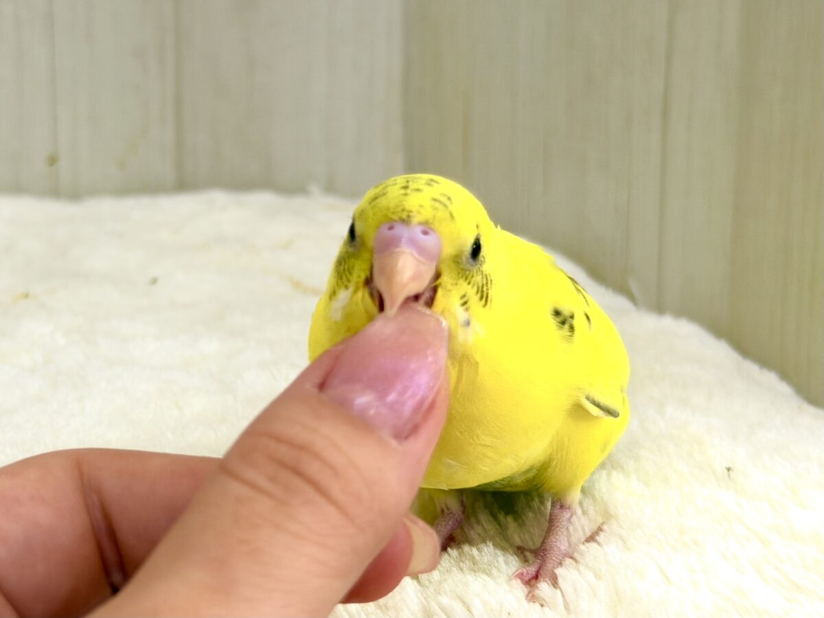セキセイインコ