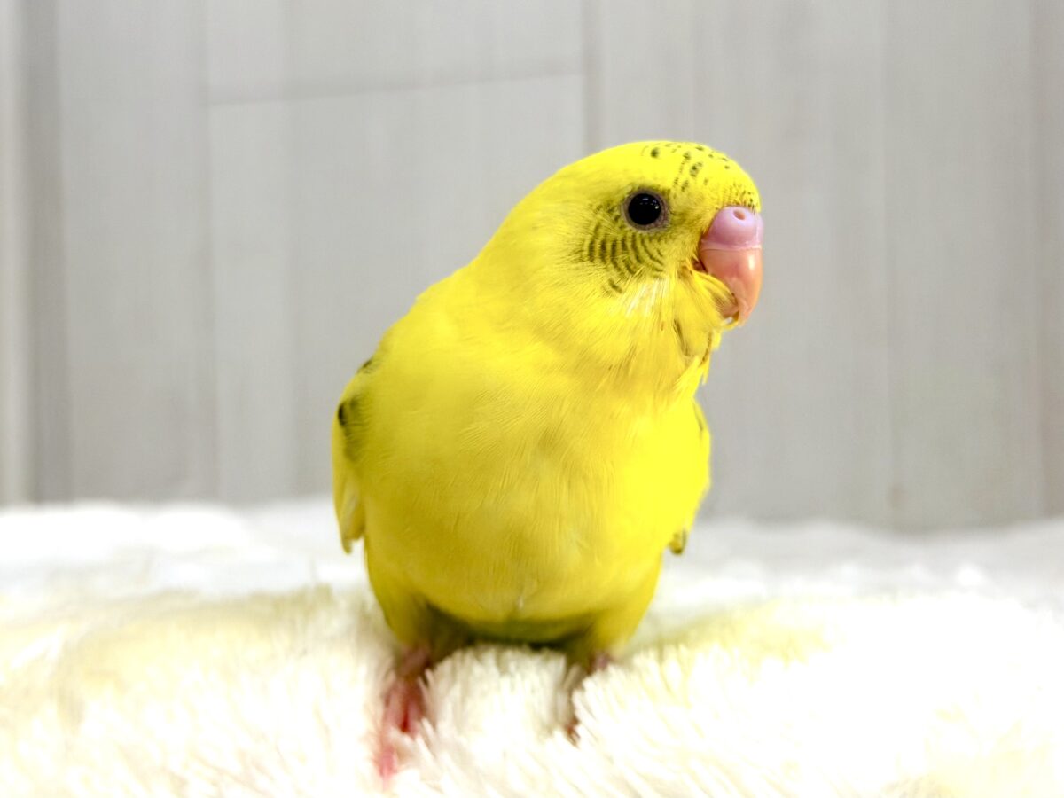 セキセイインコ