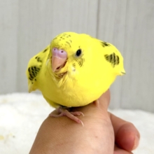 まだら模様どんな感じに出るかな？🍭セキセイインコのヒナ(黄・ハルクイン)入荷しました❤️