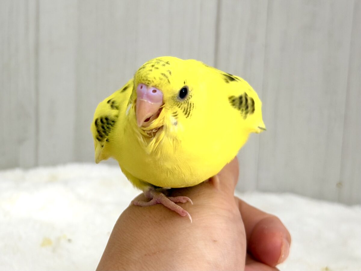 まだら模様どんな感じに出るかな？🍭セキセイインコのヒナ(黄・ハルクイン)入荷しました❤️