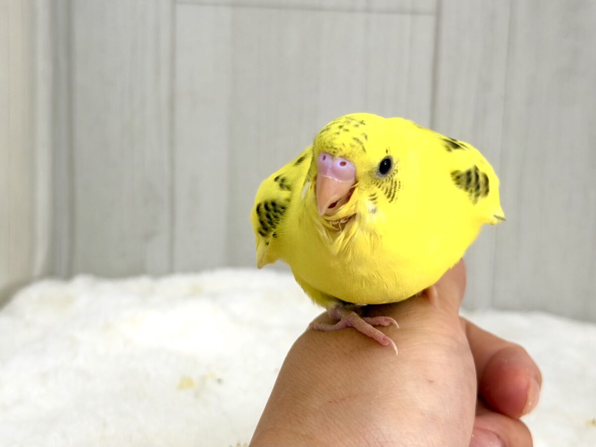 セキセイインコ