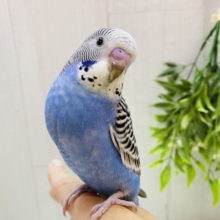 最新画像更新✨まるでアート🎨❣️模様がびっしりセキセイインコノーマル⭐️