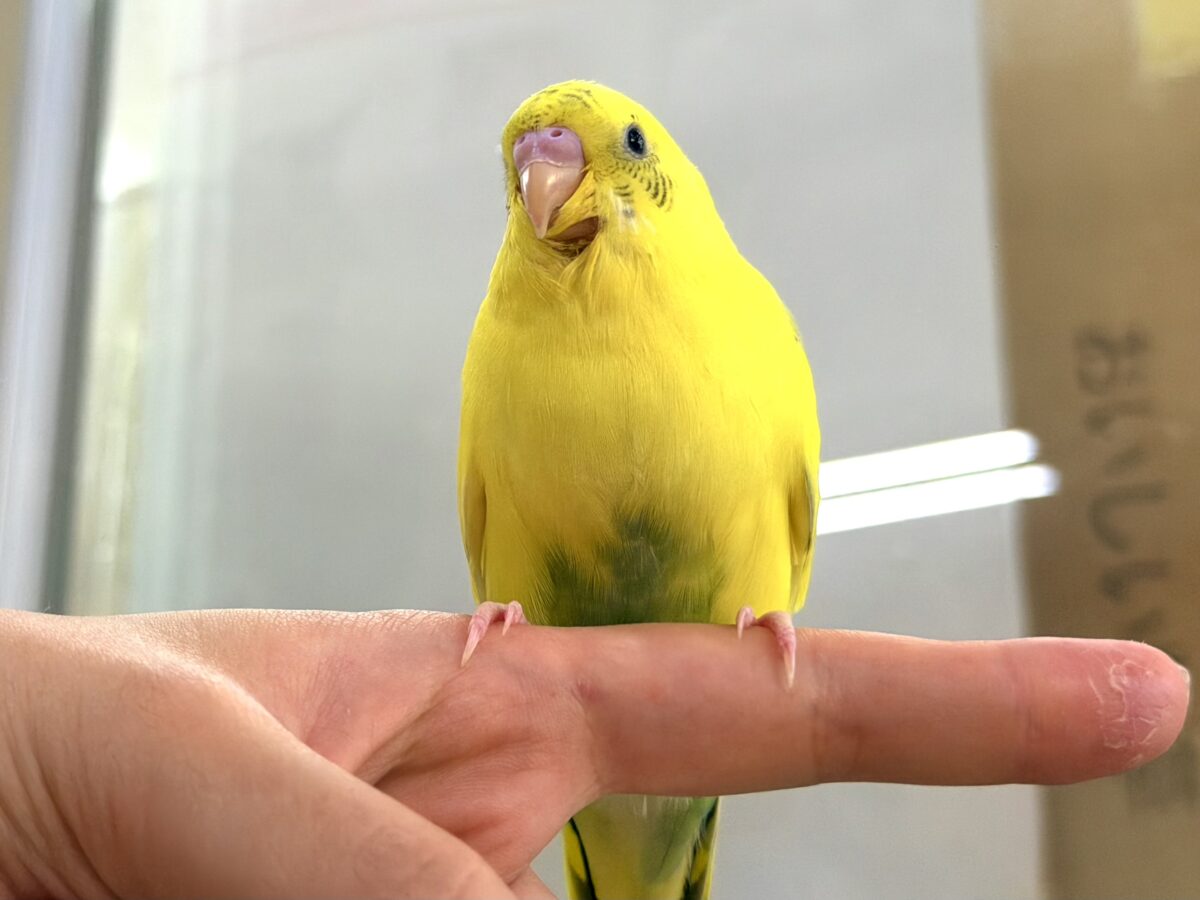 セキセイインコ