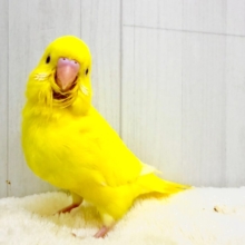 まぶしい黄色に一目惚れ‪🔆‬セキセイインコ(ルチノー)